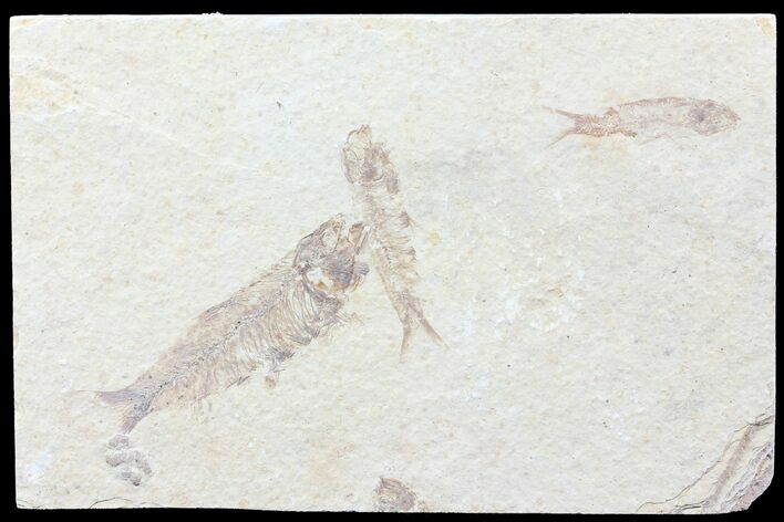Multiple () Small Knightia Fossil Fish - Wyoming #77132